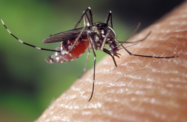 přisátý komár.jpg